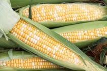 4 người này nên cố gắng ăn ngô ít nhất có thể 