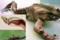 Kinh ngạc độc chiêu phòng thủ “kỳ quái” của động vật