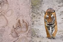 Giải mã dấu chân “khủng” nghi của hổ ở Sơn La: Giống thú họ Chó