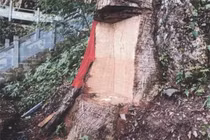 Ngắm loài cây 9.000 tỷ: Lá rụng không dám đốt còn mang về thờ! 