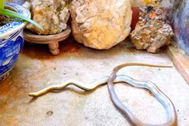 Loài rắn “hổ báo” hung hăng, giả chết điêu luyện: Việt Nam đầy rẫy! 