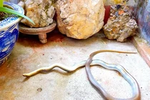 Loài rắn “hổ báo” hung hăng, giả chết điêu luyện: Việt Nam đầy rẫy! 