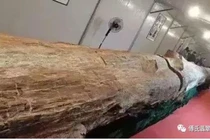 Tình cờ phát hiện gỗ mục, cảnh sát lập tức phong tỏa vì...