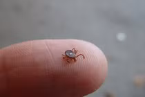 Chỉ bằng một vết cắn, loài vật này biến bạn thành người ăn chay