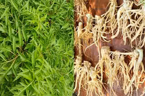 Loài cây được ví như “nhân sâm của người nghèo": Việt Nam không ít! 