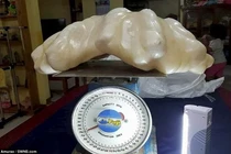 Cất tảng đá lạ dưới gầm giường, ai ngờ là “báu vật” nghìn tỷ