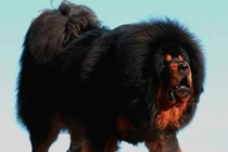 Soi loài chó “chúa tể thảo nguyên”, giá cực chát 46 tỷ đồng 