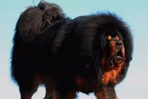 Soi loài chó “chúa tể thảo nguyên”, giá cực chát 46 tỷ đồng 