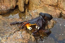 Video: Bạch tuộc “phi thân” lên bờ săn giết cua