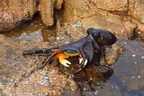 Video: Bạch tuộc “phi thân” lên bờ săn giết cua