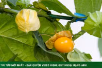 Loại quả mọc dại ở nhiều miền quê hóa ra lại cực bổ dưỡng