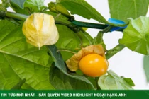 Loại quả mọc dại ở nhiều miền quê hóa ra lại cực bổ dưỡng