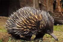 Loài thú xếp hàng dài để chờ "ân ái": Có thứ cực dị trên người 