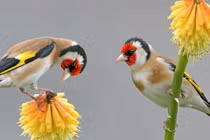 Ai sinh ngày Âm này sự nghiệp tiến bộ không ngừng, tương lai vô lo