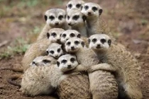 Rợn người loài động vật có tổ chức và tàn nhẫn nhất thế giới