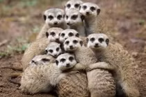 Rợn người loài động vật có tổ chức và tàn nhẫn nhất thế giới