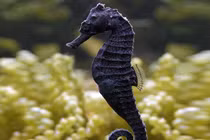 Vẻ đẹp đầy mê hoặc của những động vật có bộ lông đen tuyền 