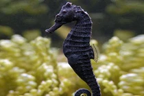 Vẻ đẹp đầy mê hoặc của những động vật có bộ lông đen tuyền 