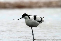 Chiêm ngưỡng 8 loài chim quý hiếm, độc lạ bậc nhất Việt Nam