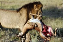 Video: Sư tử hạ linh dương trong “một nốt nhạc”