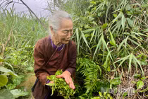 Loại rau dại xưa chả ai ngó ngàng tới nay thành đặc sản “đại bổ”