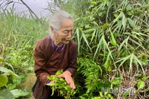 Loại rau dại xưa chả ai ngó ngàng tới nay thành đặc sản “đại bổ”