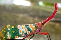 Sửng sốt loài côn trùng “kiệt tác thiên nhiên": Việt Nam không thiếu! 