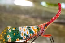 Sửng sốt loài côn trùng “kiệt tác thiên nhiên": Việt Nam không thiếu! 