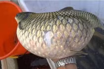 Bắt cá lạ, người đàn ông choáng váng khi nghe hàng xóm phán câu này...