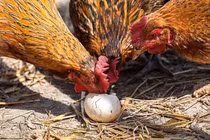 Giật mình động vật máu lạnh ăn thịt đồng loại đáng sợ nhất thế giới