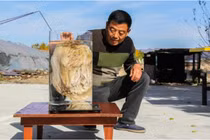 Kỳ lạ tảng đá mềm như bông, chuyên gia phán “đắt hơn vàng” 