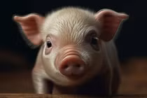 Qua Tết Trùng cửu 9/9 Âm lịch, 4 tuổi vượng tài phát lộc, giàu sang