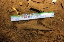 Phát hiện hóa thạch loài thú cổ trong hang động Vịnh Hạ Long 