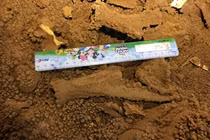 Phát hiện hóa thạch loài thú cổ trong hang động Vịnh Hạ Long 