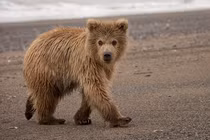 Điểm danh những loài động vật khổng lồ sống "khỏe re" trong sa mạc