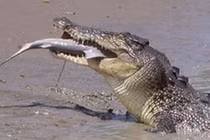 Cá sấu nước mặn “xử đẹp” cá mập bò trong chớp mắt