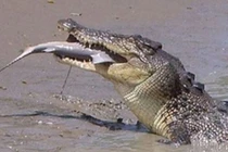 Cá sấu nước mặn “xử đẹp” cá mập bò trong chớp mắt