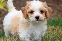 Lụi tim những giống chó đẹp nhất hành tinh, nhà giàu Việt thi nhau lùng 