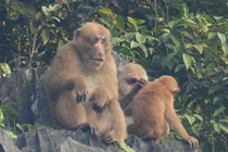 Cận cảnh đàn khỉ mốc "quý như vàng" bất ngờ xuất hiện ở Quảng Bình