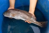 Kinh ngạc thứ quý như vàng trong bụng loài cá đắt nhất Việt Nam