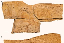 Quái vật nửa bò sát, nửa chim bất ngờ hiện hình ở Đồi Bồ Câu