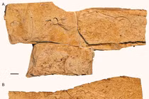 Quái vật nửa bò sát, nửa chim bất ngờ hiện hình ở Đồi Bồ Câu