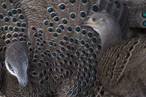 Mê mẩn loài gà “quý như vàng” của Việt Nam: Đẹp tựa chim công! 