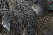 Mê mẩn loài gà “quý như vàng” của Việt Nam: Đẹp tựa chim công! 