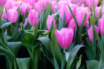 Khổ tận cam lai: 3 con giáp giữa tháng 9 cuộc đời sang trang