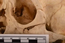 Mở mộ cổ 1.300 năm, giật mình 4 hài cốt cách nhau... 700 tuổi