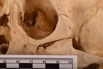 Mở mộ cổ 1.300 năm, giật mình 4 hài cốt cách nhau... 700 tuổi