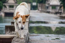 Xoắn não 5 bí ẩn khoa học muôn đời không giải mã 