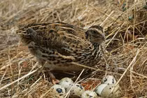 Diện kiến loài chim nhỏ bé nhưng “mắn” đẻ nhất tự nhiên