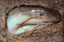 Kỳ lạ loài cá thích "chui lủi" trong lòng đất, mỏi mắt tìm không ra 